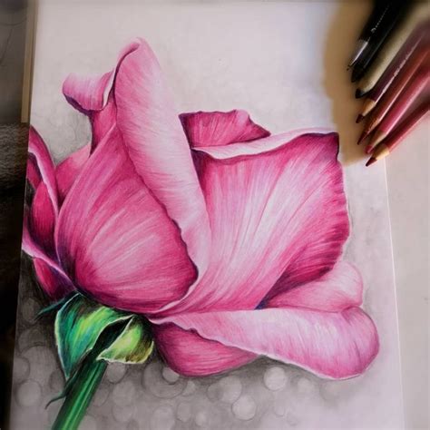 Realistic Flower Drawing, Roses Drawing, Realistic Drawings, Colorful ...