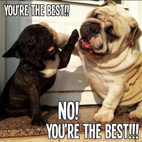 No really - YOURE the best! | Funny Animals | Pinterest | The o'jays