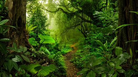 Some tropical rainforest leaves are becoming so hot they are unable to ...