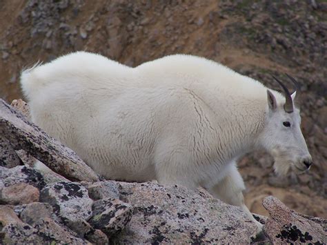 Mountain Goat - Spirit Animal Totems