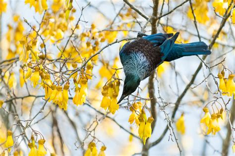 Tui in a Kowhai Tree – Jason Law Gallery