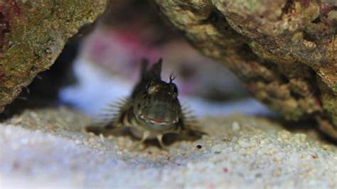 Lawnmower Blenny Care Guide | Diet, Habitat, Breeding, Tankmates