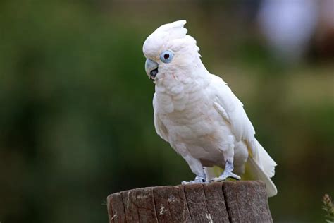 A Full List of Cockatoo Types (With Photo and Video) - Talkie Parrot