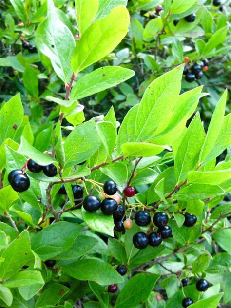 Gaylussacia baccata / Black Huckleberry – Wild Ridge Plants