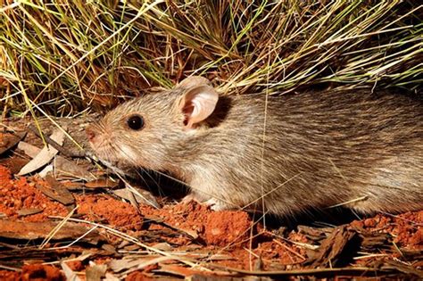 Rats invade further into outback Qld - ABC North West Qld - Australian Broadcasting Corporation