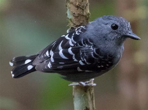 Common Scale-backed Antbird - Willisornis poecilinotus - Birds of the World