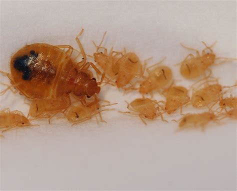 Early Signs of Bed Bugs - Infestation Signs - Cryonite.com