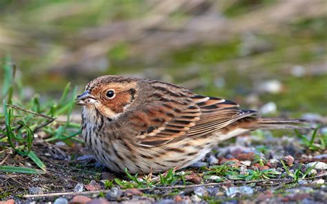 Little Bunting | Audubon Field Guide