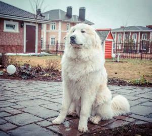 Great Pyrenees Grooming Guide | How to Groom a Great Pyrenees - Dog Can Eat