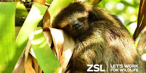 Critically endangered pygmy sloths are the slowest sloths in the world ...