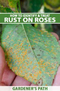 How to Identify and Treat Rose Rust | Gardener’s Path