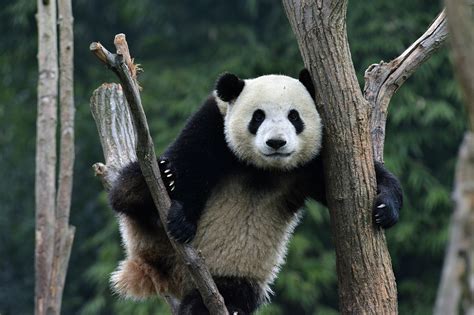 Giant Panda - Chengdu Attractions - China Top Trip