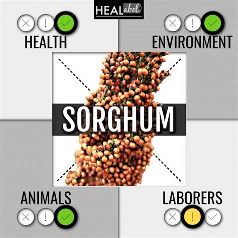 Sorghum Benefits and Side Effects: Low Fodmap, Vegan?