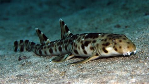 New shark species 'walks' across ocean floor