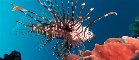 Lionfish sting - Alert Diver Magazine | DAN Europe