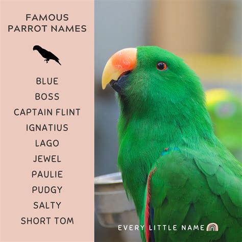 210+ Best Parrot Names (Cute, Funny, and Mac-awesome) - Every Little Name