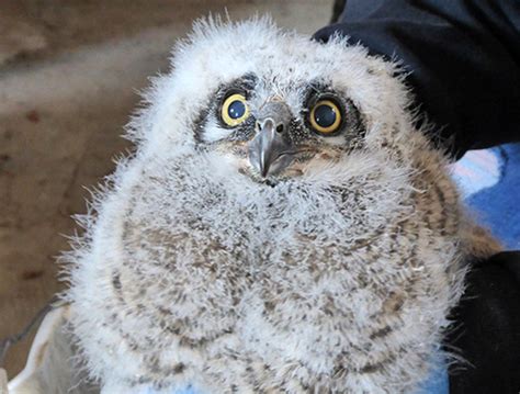 On The Wild Side: Baby great horned owl rescued by Shades of Hope group ...