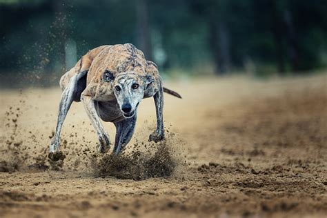 The Top 10 Fastest Dog Breeds