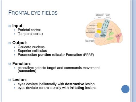 Frontallobe dr prashant mishra