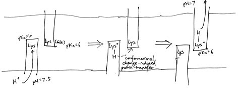 Principle of electron transfer and proton transport - Tianyi Shi (Hideyuki)