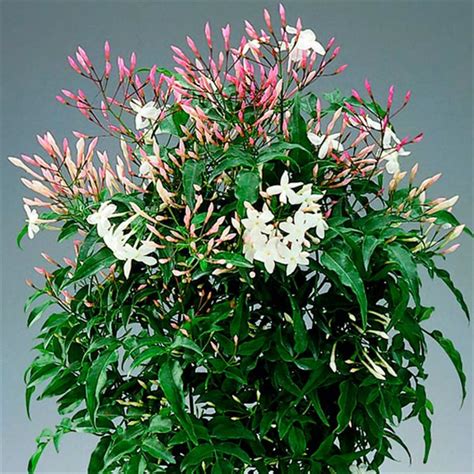 Jasminum Polyanthemum Çin Yasemin Fidanı - n11.com