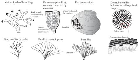 Encrusting Bryozoan Fossil