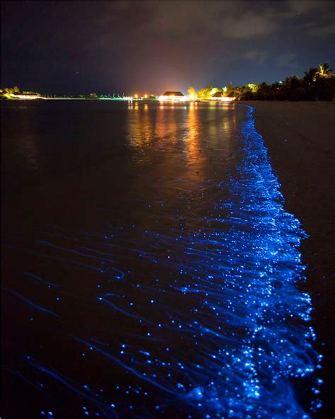 Maldives' Glowing Beaches | Bioluminescence | Glow-in-the-dark Beach