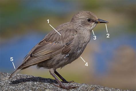 Identify a Breeding European Starling