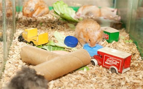 How to Build Hamster Toys out of Household Items | Hamster toys, Hamster, Hamster care