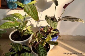 How Much Light Do Calathea Plants Need? (Calathea Plant Light ...