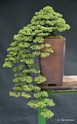 Bonsai Haven: BONSAI STYLE: CASCADE