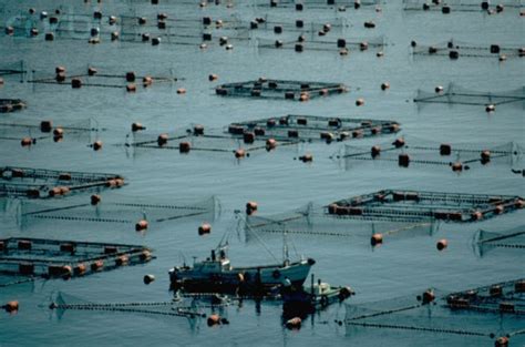 Oyster farms | Aquaculture, Farm, Marine