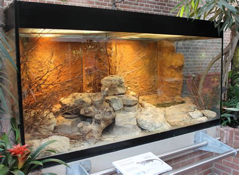 Warren's girdled lizard enclosure - ZooChat