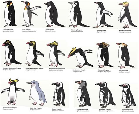 By the way, how many penguin species do we have? Or we still DON'T HAVE ...