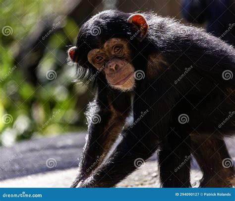 Portrait of a Young Female Chimpanzee Making Eye Contact Stock Image - Image of bear, monkey ...