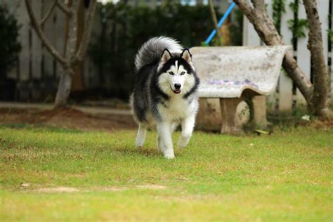 Wooly Husky: Meet This Adorable Dog Breed - The Woolies