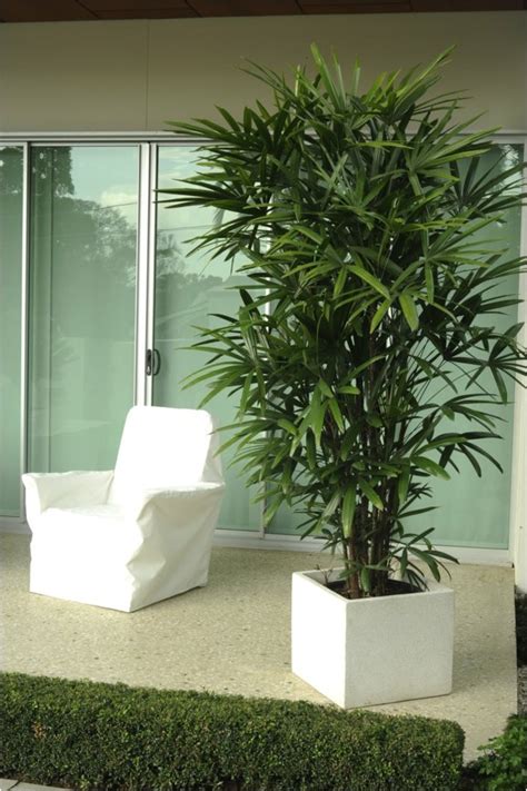 Common Indoor Palm Trees | AdinaPorter