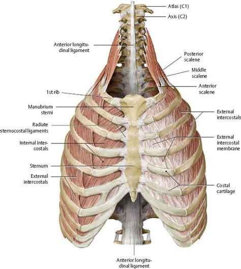 Thoracic Wall Anatomy