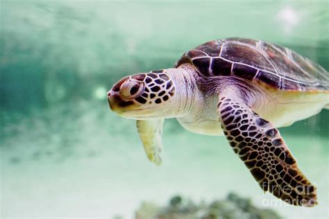 Small sea turtle -Chelonioidea- swimming inside a shallow sea ...