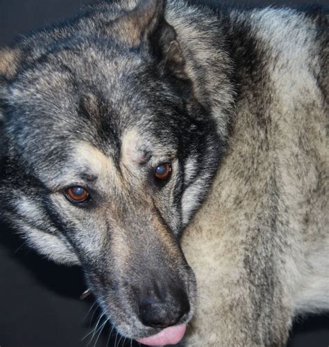 22 best Favourite breed of dog - Alaskan shepherd images on Pinterest | Alaskan shepherd ...
