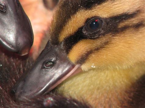 Beyond The Sidewalks: A Rouen Duckling