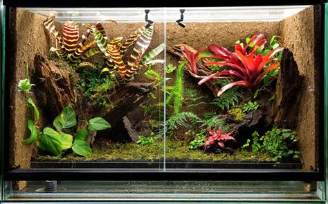 Building A Paludarium Tank Plants Or Animals | Turtle Times