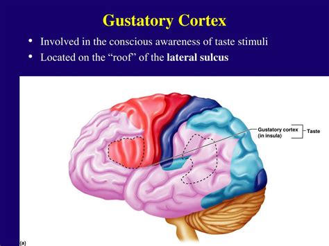 PPT - Central Nervous System: PowerPoint Presentation, free download - ID:1780316