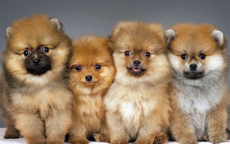 Pomeranian Puppy Wallpapers - Top Free Pomeranian Puppy Backgrounds ...