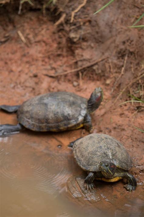 Red ear turtle stock photo. Image of sunning, wild, yellow - 33876114