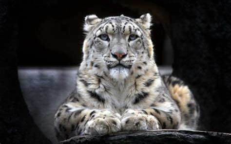 35 Amazing Snow Leopard Wallpaper 4k Download For Free | Lumegram