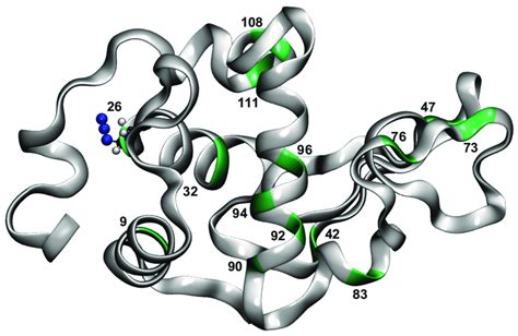 Lysozyme structure with N 3 -labelled alanine residues at positions 9,... | Download Scientific ...