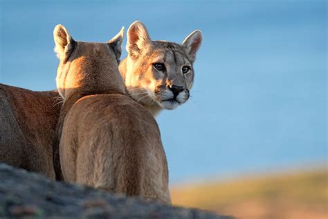 The five most captivating animals in Torres del Paine - Reserva Las Torres