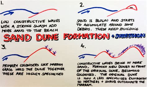 Sand Dunes – A Level Geography Edexcel Revision – Study Rocket