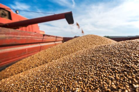 Egypt makes large Russian wheat purchase | 2020-08-27 | World Grain